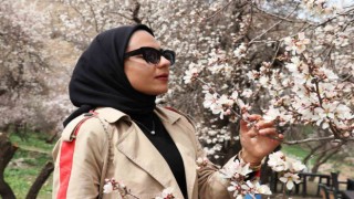 Erzincanda meyve ağaçları çiçek açmaya başladı