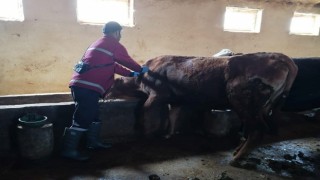 Erzincanda şap hastalığıyla mücadele sürüyor