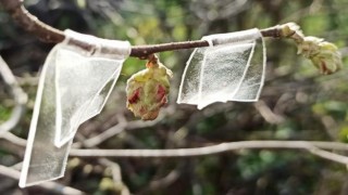 Fındıkta kozalak akarı ile mücadele zamanı