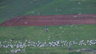 Göç yolundaki leylekler ilk kez İskenderunda konakladı