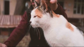 Gürsunun yaramaz Karahıdırı