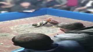 Hayvan koruma derneğine horoz dövüşü baskını