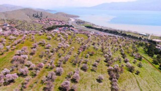Hazar Gölü kıyısında badem ağaçları çiçek açtı, eşsiz manzara havadan görüntülendi