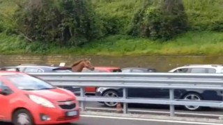 Hipodromdan kaçan at trafiği altüst etti