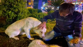 Hurda toplayarak geçimin sağlayan adamın sokak köpeği şefkati