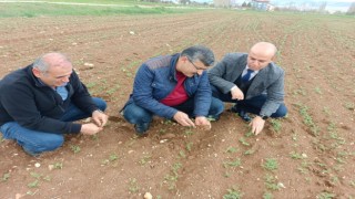 Hüyükte araziler yağışlarla bereketlendi