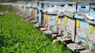 Huzur ortamının sağlandığı Şırnakta arıcılar yılda 800 ton bal üretiyor