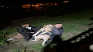 İftara giderken sokak köpeğinin hayatını kurtardı