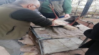 Iğdırda yaralı leylek tedavi altına alındı