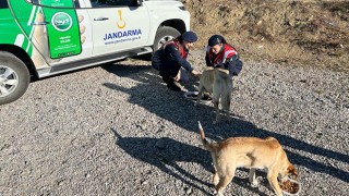 İl Jandarma ekipleri sokaktaki canlara besleme dağıttı