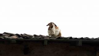 İstanbulda keçilerin çatıda koşturması görenleri gülümsetti