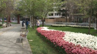 İstanbulda lale şöleni: 70 çeşit lale, 2 milyon soğan dikildi