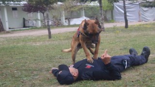 İtaat köpeği Rüzgar kalp masajı yaptı, Batur isimli at ip atladı