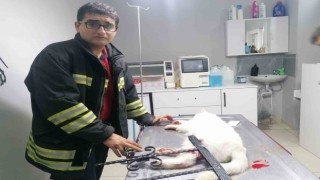 İtfaiye kurtardığı kediyi veteriner kliniğine götürdü