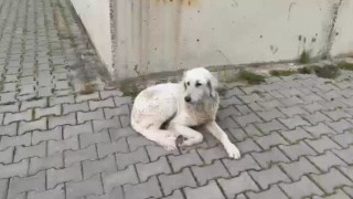 İzmirde köpeğe işkence anbean kamerada