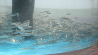 İzmit Körfezine 5 bin balık daha salınacak