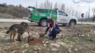 Jandarma ekipleri Sokak Hayvanlarını Koruma Gününde hayvanları unutmadı