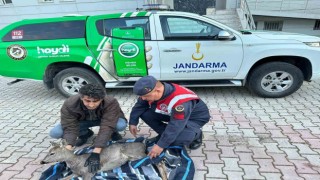 Jandarma ekiplerinin bulduğu yaralı karaca tedavi altına alındı