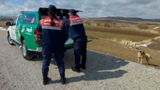 Jandarma sokak hayvanlarına mama ve yem verdi