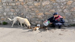 Jandarmadan hayvanlara yiyecek verdi