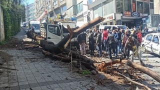 Kağıthane'de kavak ağacı kamyonetin üstüne devrildi: Kadın ve çocuğu yara almadan kurtuldu