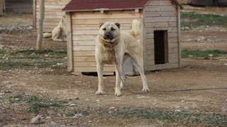 Kangal köpeğini dışkısından tanımak mümkün