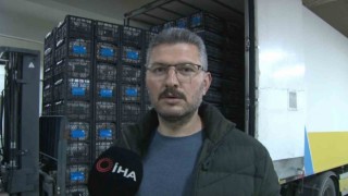 Kapadokya çileği ekonomiye 700 bin dolar katkı sağlıyor
