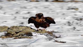 Kara Akbabanın fotoğrafları büyük ilgi gördü
