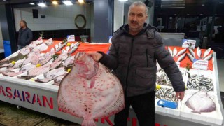 Karadenizde kalkan bolluğu: Kilosu 600 liradan satılıyor