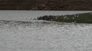 Karsta baraj gölü yaban kuşlarını ağırlıyor