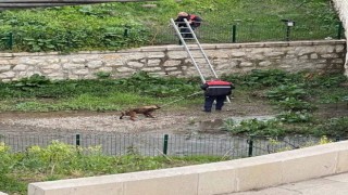 Kavakta yürek ısıtan operasyon