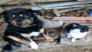 Kayıp köpeğini bulana ödül verecek