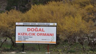 Kızılcık ağaçları sapsarı çiçek açtı