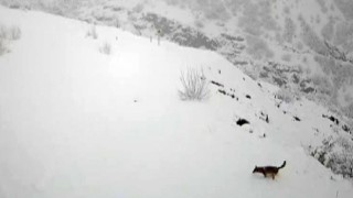 Köye inen kurt böyle görüntülendi