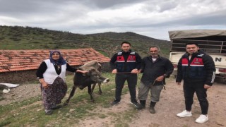 Kurbanlık hayvanı çalanları JASAT yakaladı