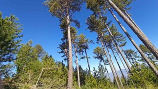 Kütahya OBMnin ormanların gençleştirilmesi çalışmaları