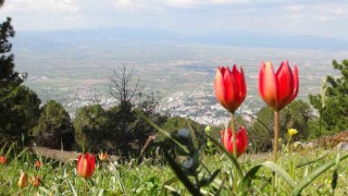 Manisa Lalesini koparmanın cezası 244 bin 315 lira