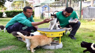 Mersinde 2022 yılı içerisinde 6 bin 500 kedi ve köpek kısırlaştırıldı