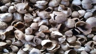 Mersinde çukur çanak mantarı geçim kaynağı oldu