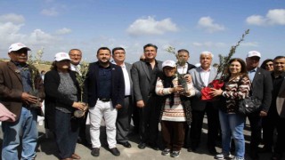 Mersinde üreticilere 11 bin 100 adet zeytin fidanı desteği sağlandı