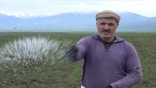 Muş Ovasındaki buğday tarlaları gübreleniyor