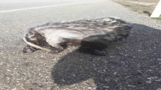 Nesli tükenme tehlikesi altındaki porsuk yol kenarında ölü bulundu