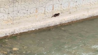 Nesli tükenme tehlikesi altındaki su samuru Harşit Çayında görüntülendi