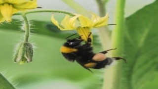 Orduda seralara bombus arısı dopingi