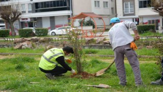 Orta refüjlerdeki bitkiler yeşil alanlara dikiliyor