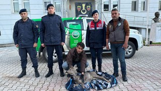 Osmaniye'de Yaralı Karaca tedavi altına alındı