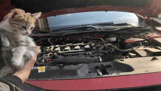 Otomobilin motor kısmına giren yavru kedi kurtarıldı
