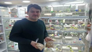 (ÖZEL) Petshopçuların Oda talebi