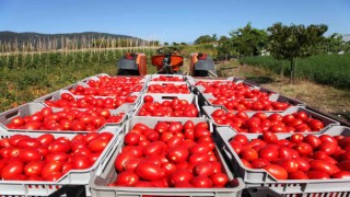 Rusyaya domates ihracatında kota 350 bin tondan 500 bin tona çıkarıldı