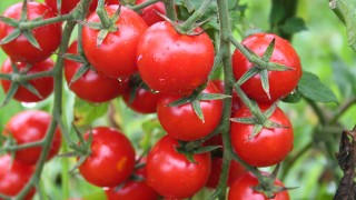 Rusya’ya domates ihracatında kota 500 bin tona çıkarıldı